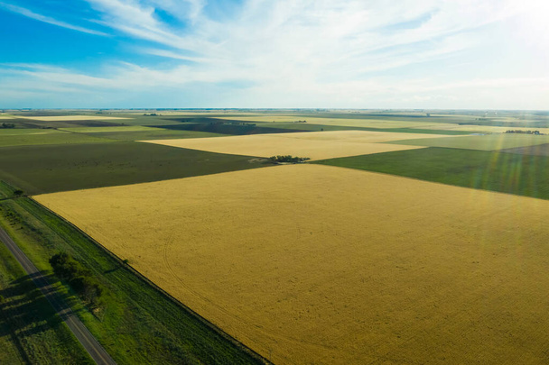 Campo de trigo listo para cosechar, en la llanura de las Pampas, La Pampa, Argentina. - Foto, imagen