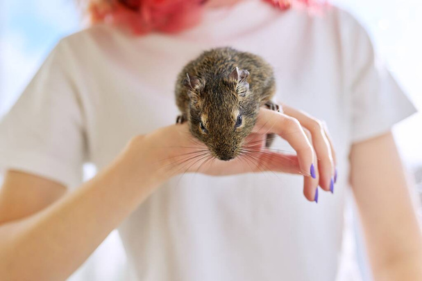 Fluffy pet rodent Chilean degu squirrel on owner girl hand - Foto, imagen