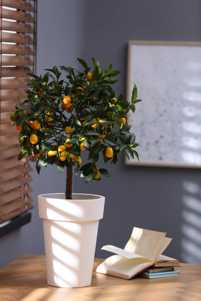 Potted kumquat tree on table near window indoors. Interior design - Фото, зображення