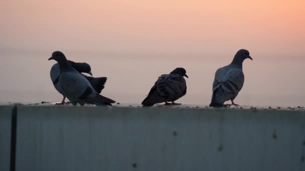 Stormo di colombe o piccioni Homing seduti sul tetto durante la sera. Costa di colombe di roccia e piccioni selvatici seduti su un tetto. - Filmati, video