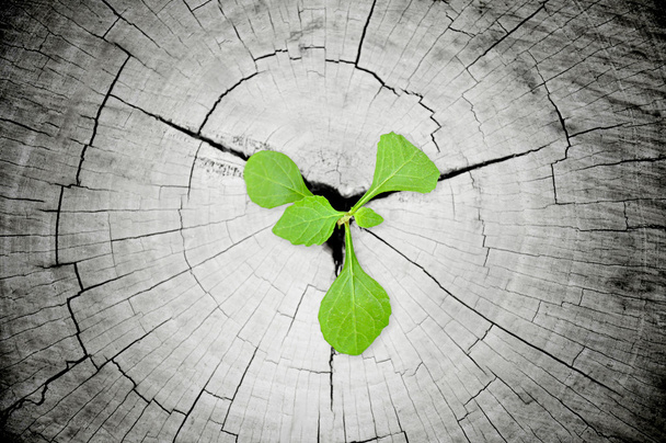 ağaç kütüğü büyüyen küçük yeşil fide - Fotoğraf, Görsel