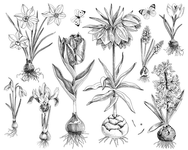 Hnand drawn spring bulbous flowers - Vektori, kuva