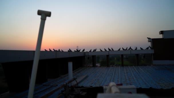 Pigeon or domestic pigeon or Columba livia domestica or rock dove or rock pigeon on the rooftop. Group of many doves sitting on terrace at sunset. - Footage, Video