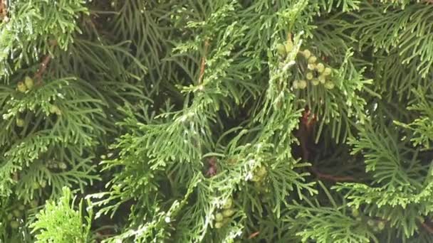 Arbustos ornamentais, jardim
 - Filmagem, Vídeo