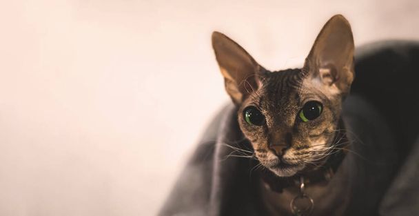 Cute Shynx portret kota pokryte kratę, przytulny domowa atmosfera baner fotograficzny z kopią zdjęcia przestrzeni - Zdjęcie, obraz