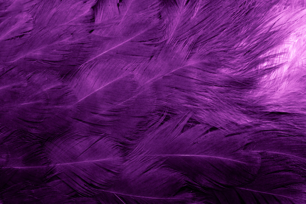 macro photo of purple hen feathers. background or textura - Photo, Image