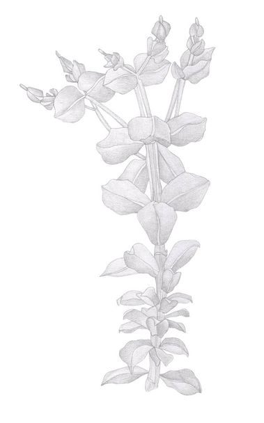 Beautiful pencil drawing wild flower branch with leaves - Photo, Image