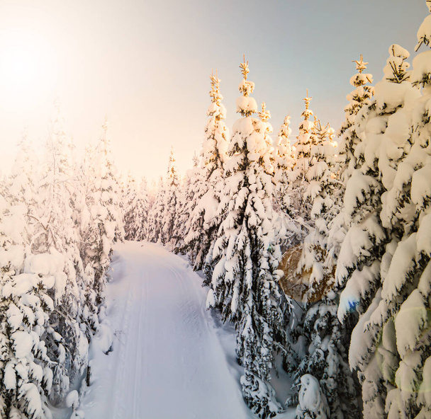 Cross country skiing slope cutting through a snow covered pine forest in a wild winter wonderland. High quality photo - Photo, Image