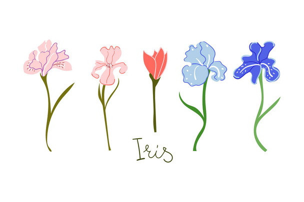 Hand drawn irises flowers. Blossom, botanical, gardening, wedding, greeting card concept. - Vektor, obrázek