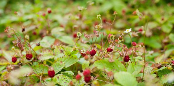 Fragaria vesca -  alpine or wild strawberry in late summer with many delicious fruit. - Photo, Image