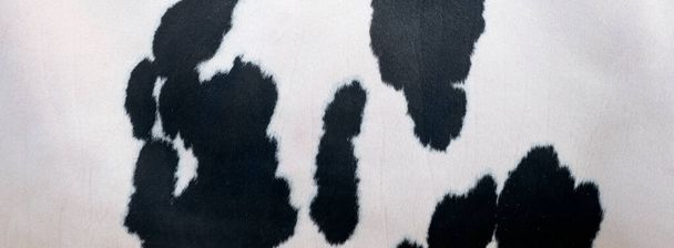 чорні плями на білій схованці домашньої корови в Холланді
 - Фото, зображення
