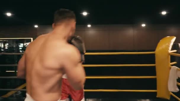 Испанские бородатые боксеры сражаются на ринге  - Кадры, видео