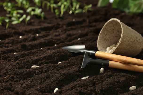 Gardening tools, white beans on fertile soil, space for text. Vegetable seeds - 写真・画像