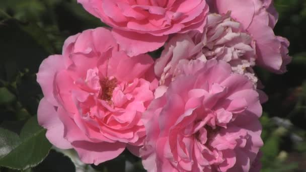 Rózsaszín rózsák - Felvétel, videó