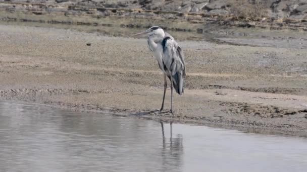 A lone Grey Heron (Ardea cinerea), idly standing on the shore of a lagoon. - Footage, Video