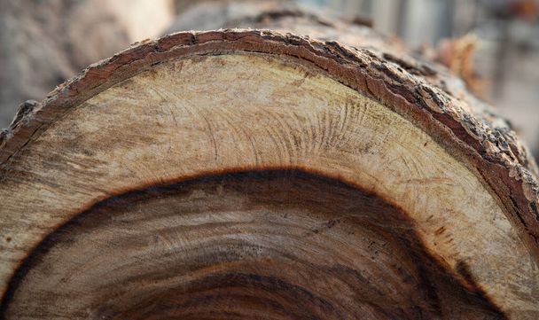 Stíny přírodního dřeva vytvářející přirozenou strukturu. - Fotografie, Obrázek