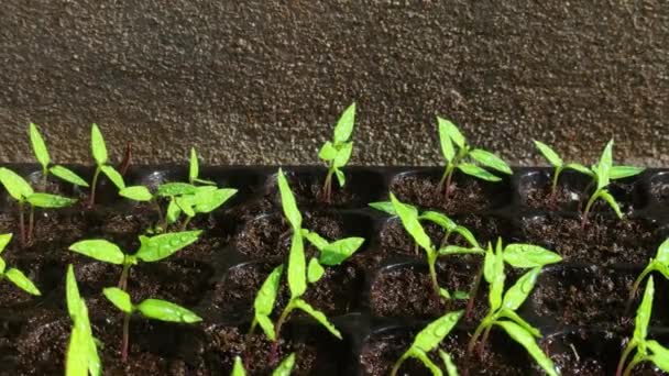 Čerstvé zelené listy mladé sazenice Chilli se slunečním světlem. Capsicum annuum. Zavlažování rostlin. Koncept zemědělství a přírody - Záběry, video