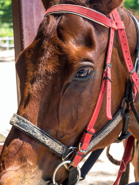 馬を閉じるそれは明確な目、細かい髪の皮膚、およびしわを見ることができます - 写真・画像
