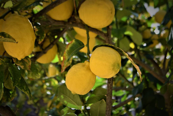 Citronový ovocný strom. Zavřít. Pozadí. - Fotografie, Obrázek