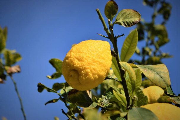 Árbol frutal de limón. De cerca. Contexto. - Foto, imagen