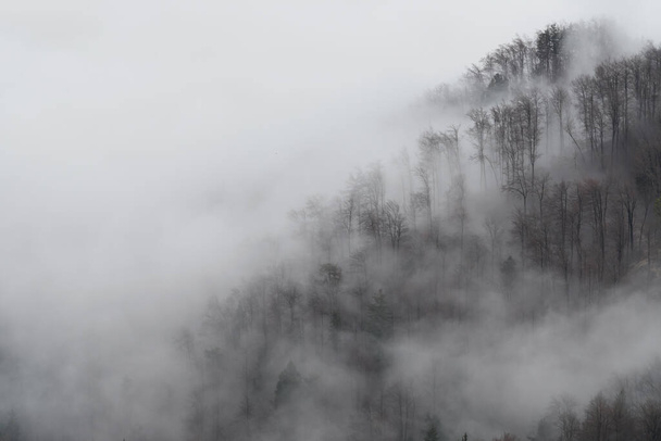 Clouds of dense fog moving over a forest slope in winter time. Environment, ecology, climate change and sustainability concepts. - Photo, Image