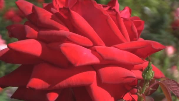 Beautiful red rose - Footage, Video