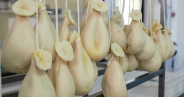 Hängender Mozzarella-Käse in der Molkerei - Filmmaterial, Video