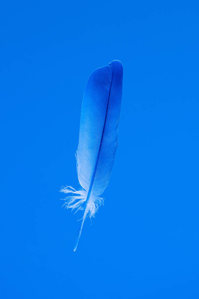 Pluma delicada aislada sobre fondo azul vista frontal vertical. - Foto, imagen