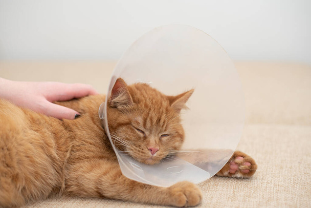 Ženská ruka hladí nemocnou zrzavou kočku v límci veterináře. Zázvorová kočka s veteránem Elizabethanem spící na gauči v pokoji. Zavřít. - Fotografie, Obrázek