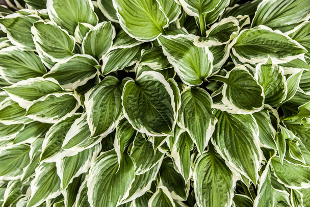 feuilles d'hosta dans le jardin - Photo, image