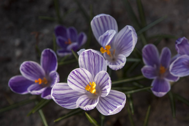 Kvetoucí jarní krokusy v zahradě - Fotografie, Obrázek