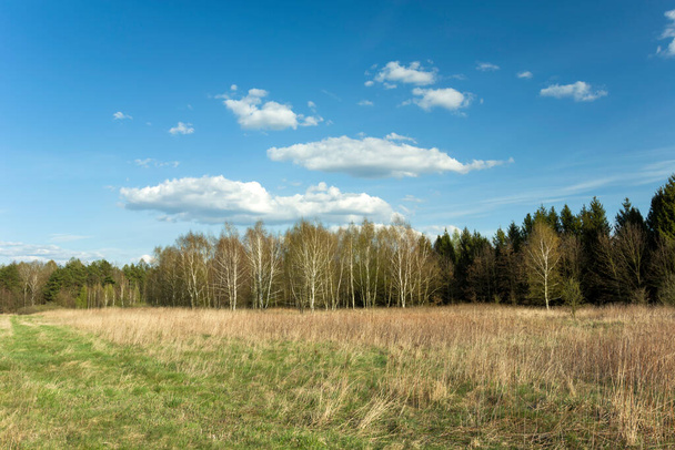 Wild meadow in front of a forest and white clouds on a blue sky, spring landscape - Fotó, kép