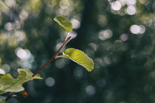 leaves seen up close with a bokeh background and space to the right for text - Photo, Image