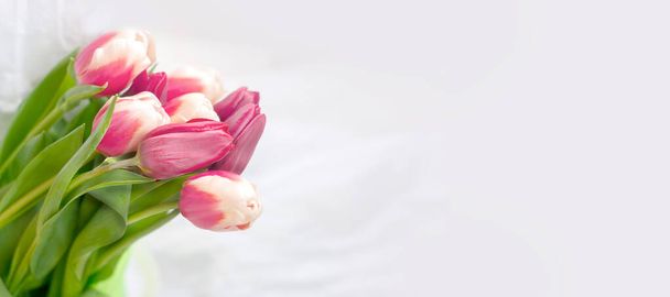 rózsaszín és fehér tulipán rügyek friss zöld levelekkel lágy fényben fehér alapon. Holland tulipánvirágok izolálása. Makró banner formátum - Fotó, kép