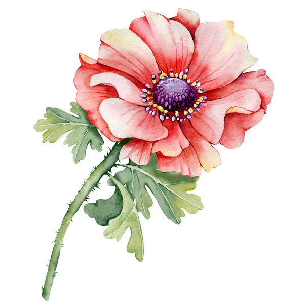 Poppy, peony flower, red bud. Hand watercolor illustration isolated on white background. Design for wedding printed matter, invitation, congratulations, clipart, postcard, birthday - Photo, Image