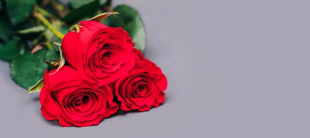 Tři krásné červené růže zblízka leží na šedém pozadí. Koncept svátku - Valentýn, 14. února, 8. března, Den matek, Mezinárodní den žen. Banner. Místo pro text - Fotografie, Obrázek