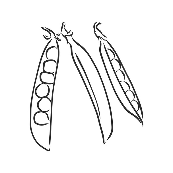 Juego de bocetos dibujados a mano. Ilustración de alimentos orgánicos vectoriales aislados sobre fondo blanco. dibujo vector guisante ilustración - Vector, imagen