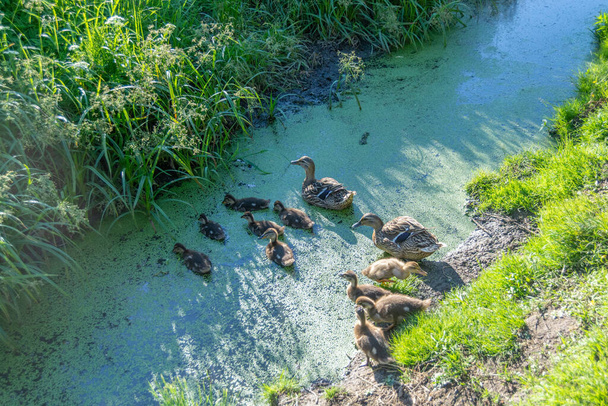 En el pueblo, gansos y goslings nadan en un amplio arroyo en un caluroso y soleado día de verano.. - Foto, Imagen