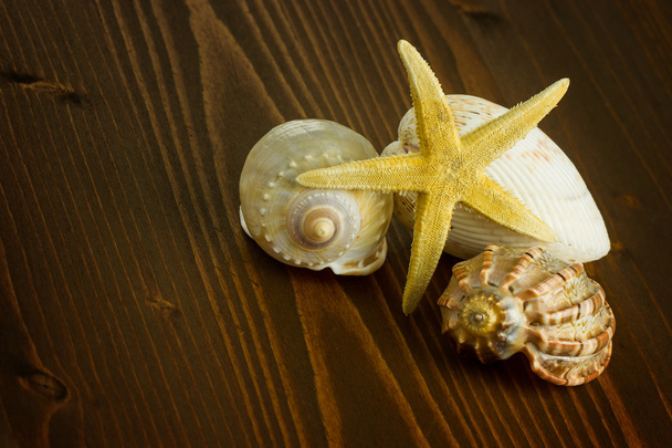 Estrella de mar y concha marina
 - Foto, imagen