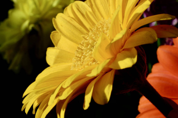 Close up of bright vibrant yellow gerbera in the sunlight. A beautiful happy and cheerful flower. - Photo, Image
