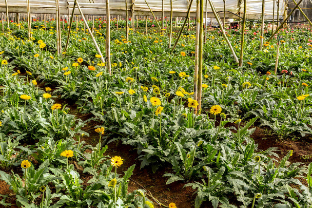 Gerbera flower harvesting nursery greenhouse plants row cultivation - Photo, Image