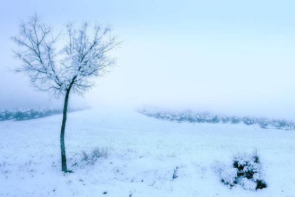 paisaje blanco nevado de invierno con arbol y olivos en clave alta - Zdjęcie, obraz