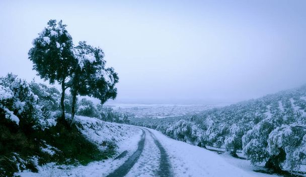 paisaje blanco nevado de invierno con arboles y olivos  en clave alta - Zdjęcie, obraz