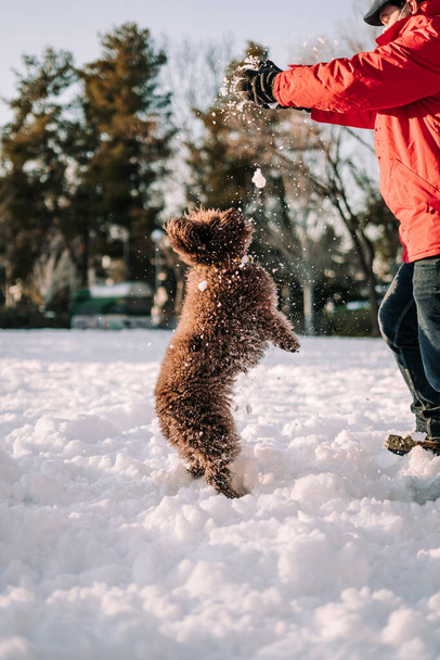 Un bellissimo cane bruno che gioca nella neve con una persona. Sta saltando per cercare di prendere una palla di neve. Famiglia con cani che si godono una giornata sulla neve - Foto, immagini