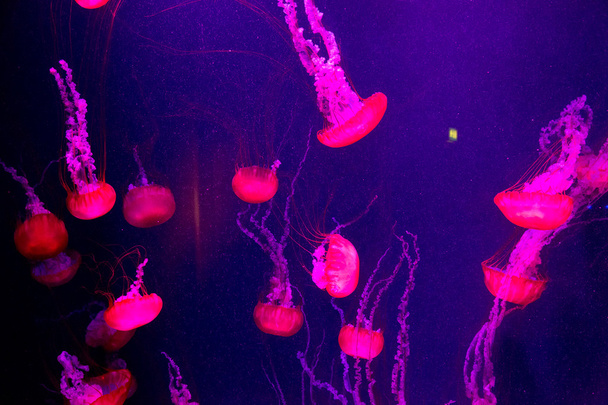 Beautiful jellyfish moving slowly in aquarium in Dubai - Foto, Imagen