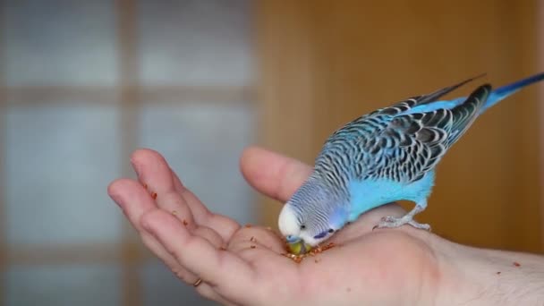 Etetem a madarat. Egy szelíd papagáj. - Felvétel, videó