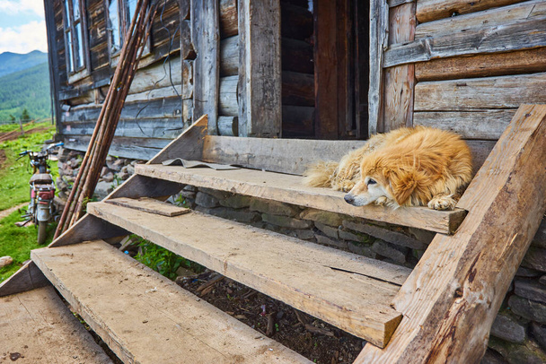 Cão guarda uma casa na aldeia - Foto, Imagem