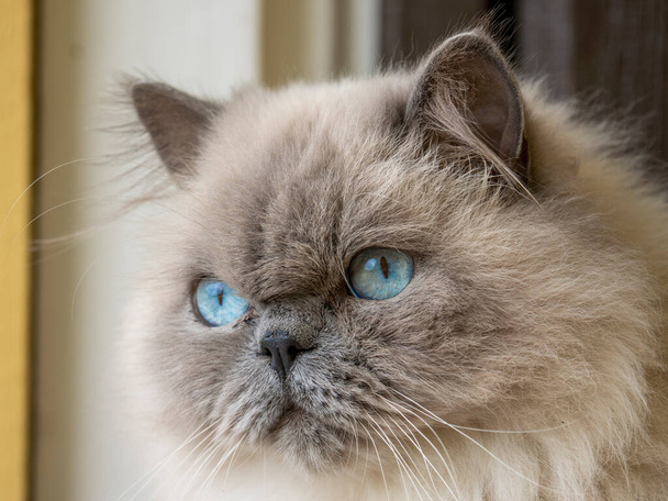 Lovely adult Ragdoll Cat with curious Blue Eyes and fluffy white fur Looking at the camera with tilted head. - Photo, Image