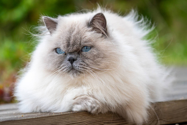 Meraklı mavi gözlü, tüylü beyaz kürklü sevimli yetişkin oyuncak kedi kameraya eğik kafasıyla bakıyor.. - Fotoğraf, Görsel