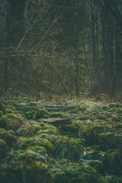 石や枝で覆われた地面に緑の苔で恐ろしい魅惑的な森。おとぎ話の設定。小さな木製の橋が見える。. - 写真・画像